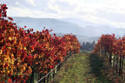 fall vineyard